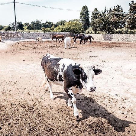 Masseria Prosperi アリミニ エクステリア 写真