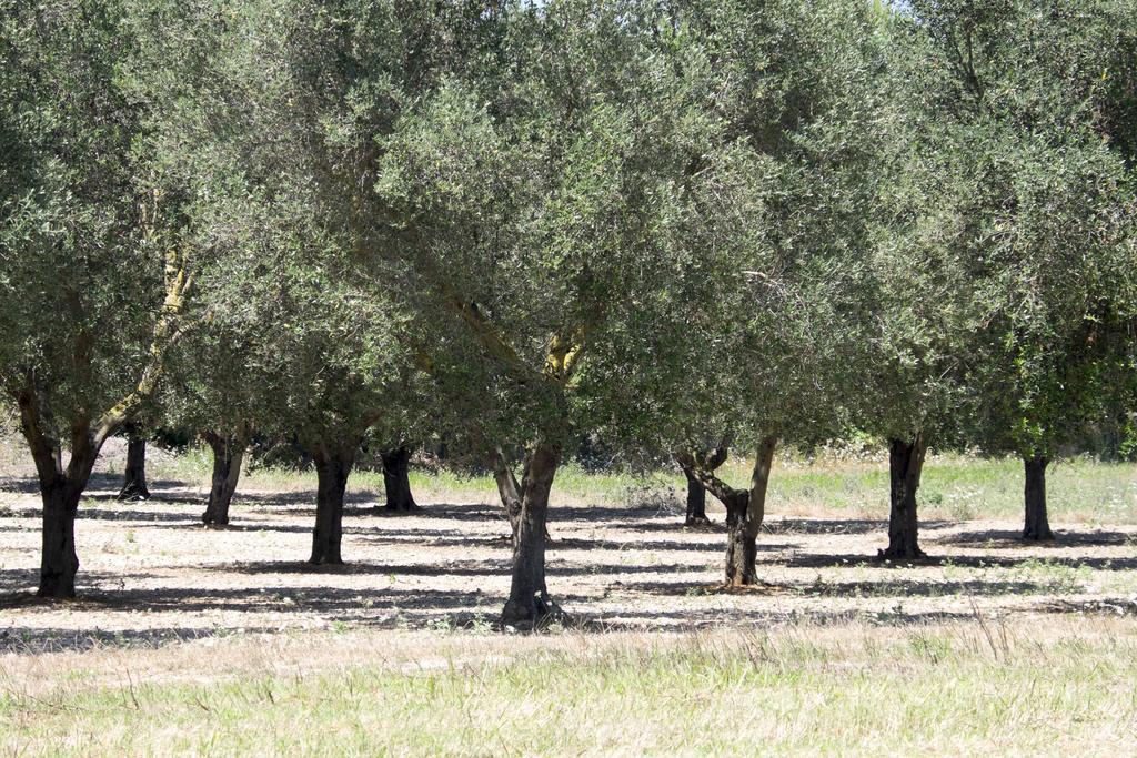 Masseria Prosperi アリミニ エクステリア 写真